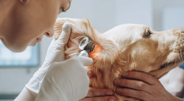 Wellness Examinations