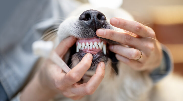Dental Care