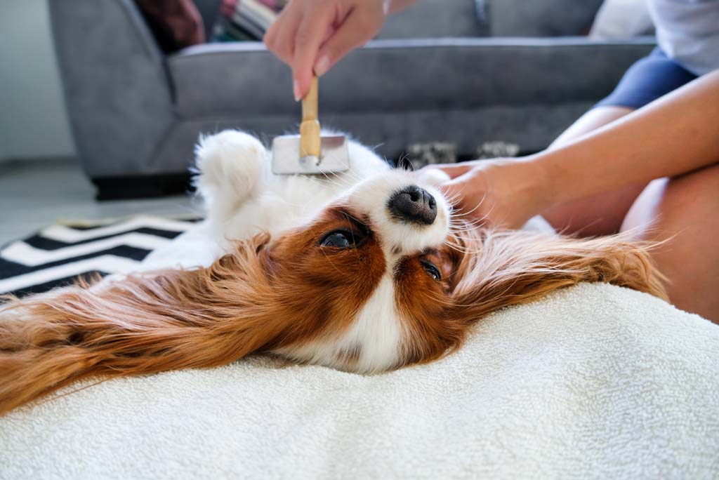 Grooming the cute dog in living room