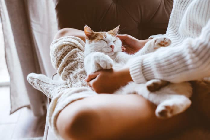 Cute,Cat,Sleeping,On,Owners's,Hands,One,Winter,Day.,Girl